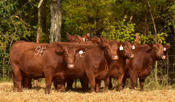 Lote VAQUILLONAS ANGUS PC PRIMAVERA