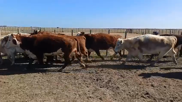 Lote 20 Vacas de Invernada 6 HE,  5 SH,  4 HE X AA,  3 NO,  2 HE X RA 470kg -  en LA TALA, CAMINO VECINAL A 4KM DE R19 A 22KM DE CHUY Y A 72KM DE LASCANO