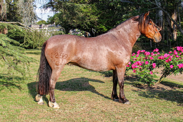 Lote RP 1259 - QUELEN CHUSMA