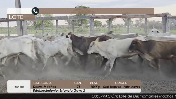 Lote DESM MACHOS CBO 5