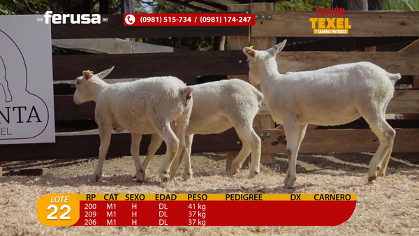 Lote Lote 22