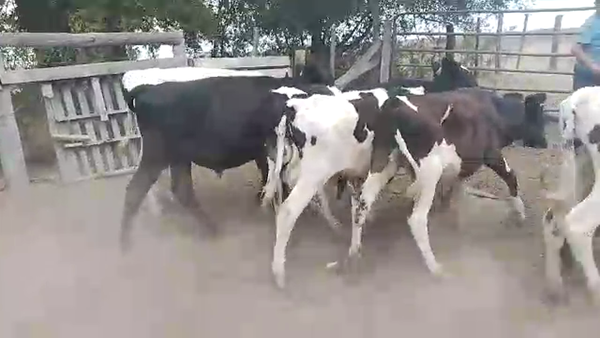 Lote 7 Terneros Holando