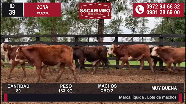 Lote TERNEROS CBO 2