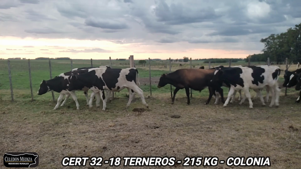 Lote 18 Terneros en Colonia