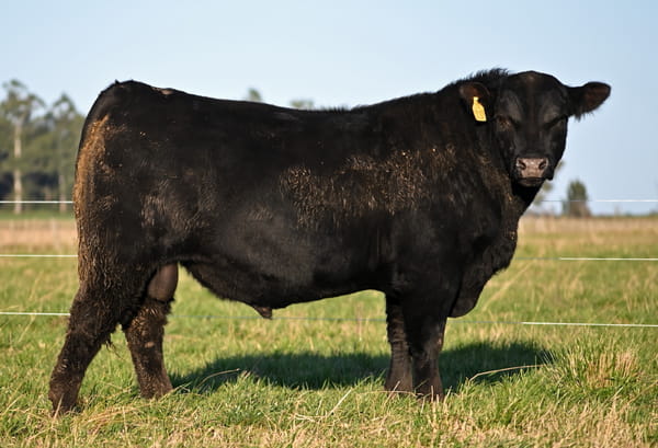 Lote TOROS PUROS DE PEDIGREE