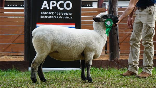 Lote Hampshire Down Expo Internacional 2022 - Lote 19