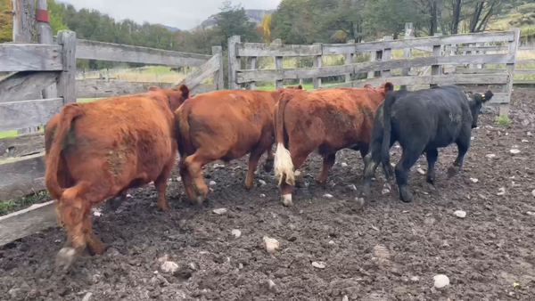 Lote 41 Novillo Engorda en Coyhaique, XI Región Aysén