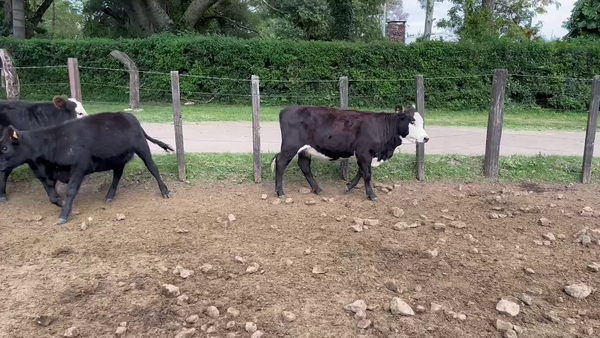 Lote TERNERAS