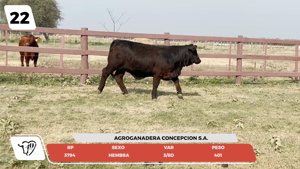 Lote LOTE 22- JUNIOR