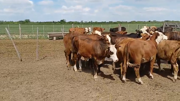 Lote 12 Novillitos Cruza en Sunchales, Santa Fe