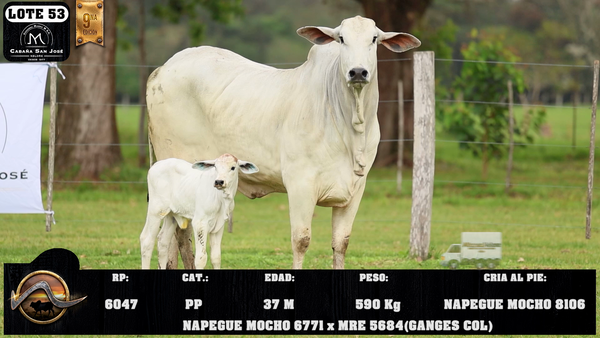 Lote LOTE 53