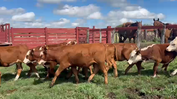 Lote 18 Terneras