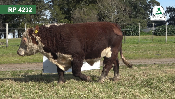 Lote Toros P. HEREFORD en Balcarce