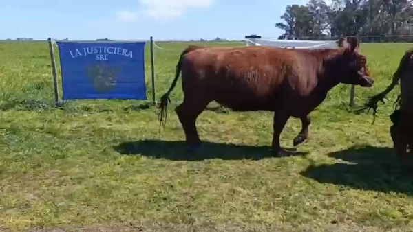 Lote 8 Vaquillonas MAS P/ entorar