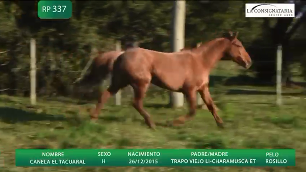 Lote CANELA EL TACUARAL