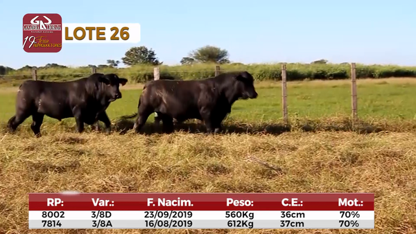 Lote Reproductores de Alborada - Lote 26