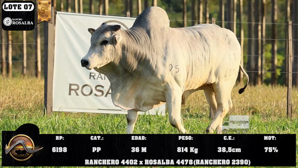 Lote LOTE 7