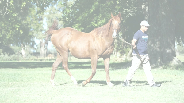 Lote TREGURA (DYNAMIX -  TANCREDA) preñez de IVAR
