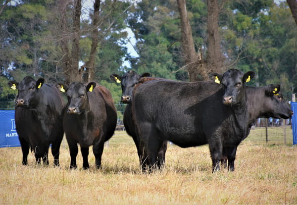 Lote "Cabaña ""Don Felix"" Vaquillonas PC"