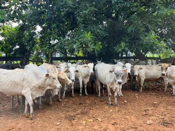 40 Vacas
