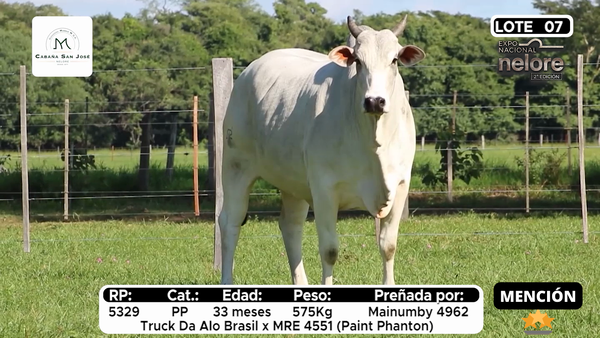 Lote Nacional Nelore Campo - Lote 7
