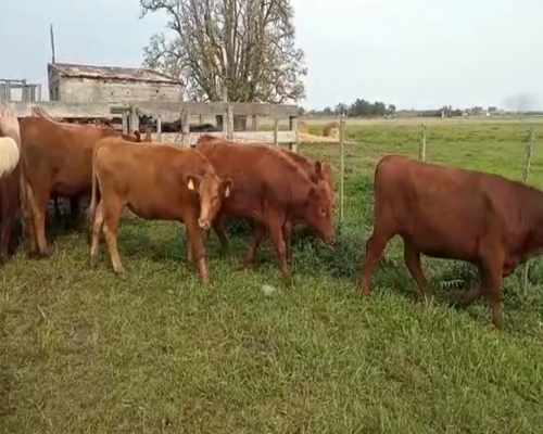 Lote (Vendido)17 Terneras red angus 320kg -  en ruta 1 km 59