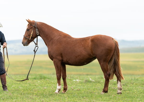 Lote Averías Vida Nueva