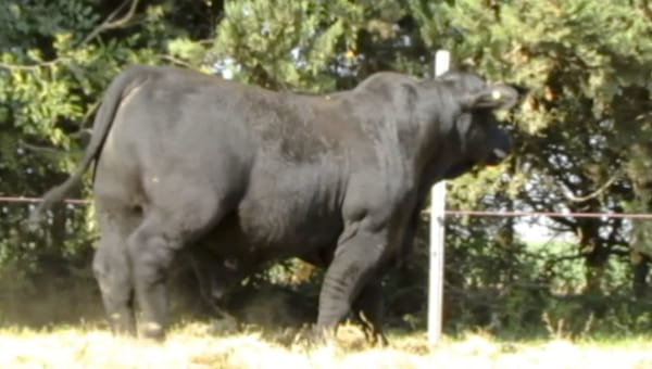 Lote CABAÑA DON LUIS
