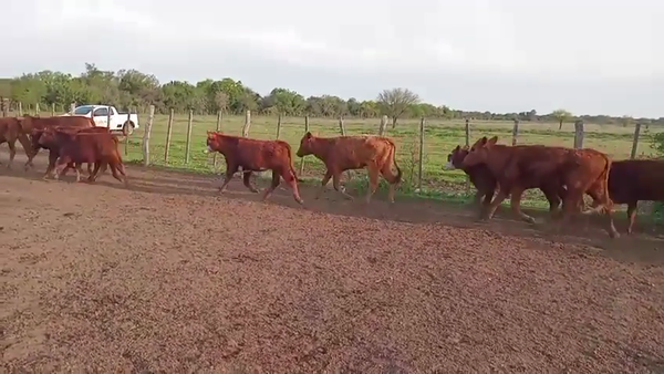 Lote 60 Terneras Brangus y sus cruzas en Naré, Santa Fe