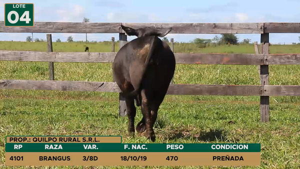 Lote HEMBRAS LOTE 4