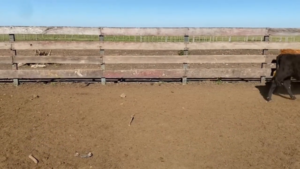 Lote Terneras