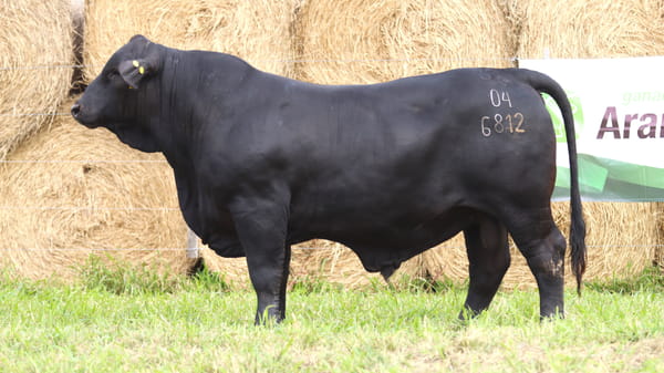 Lote LOTE 63