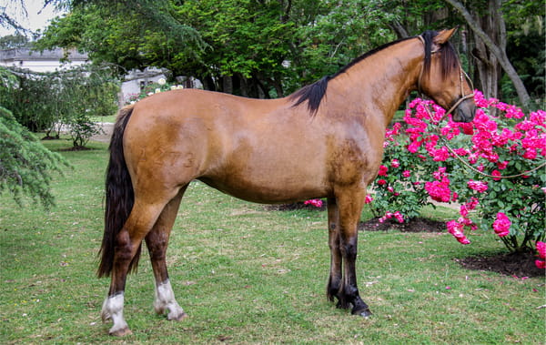 Lote QUELEN ANGELICA