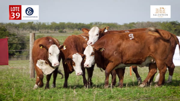 Lote LOTE 39 - VAQUILLAS BRAFORD PLANTELERAS SEÑAL ´18 - PREÑADAS SERVICIO NATURAL