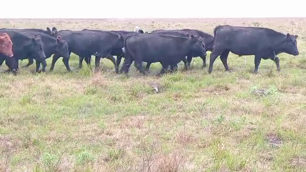 Lote 130 Novillos en Corrientes, Curuzú-Cuatiá