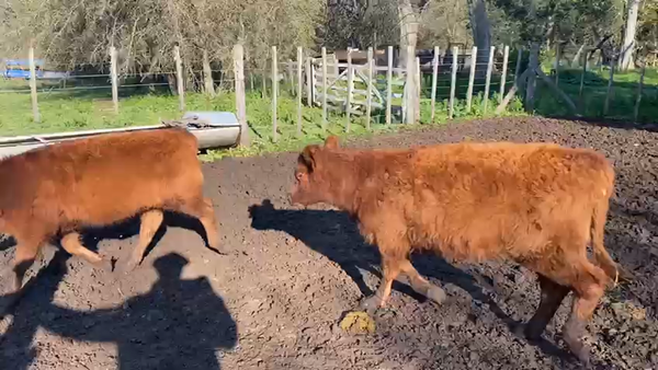 Lote 70 Terneras