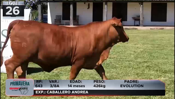 Lote LOTE 26