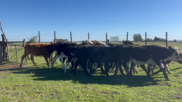 Lote NOVILLOS 1 a 2 AÑOS