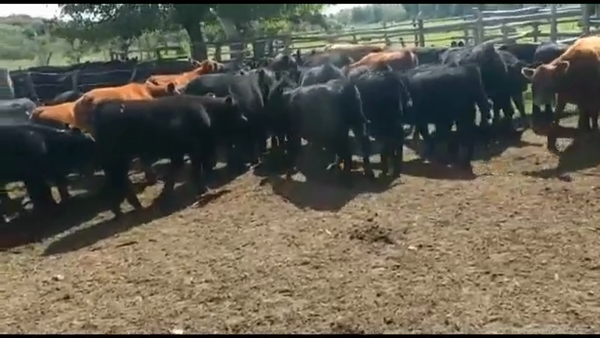 Lote 75 Terneros/as en Concordia, Entre Ríos