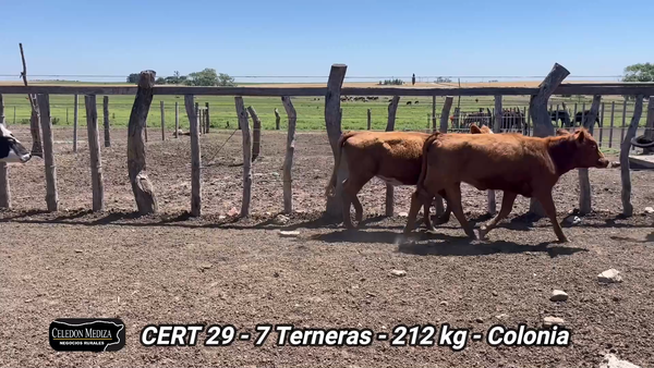 Lote 7 Terneras en La Horqueta, Colonia