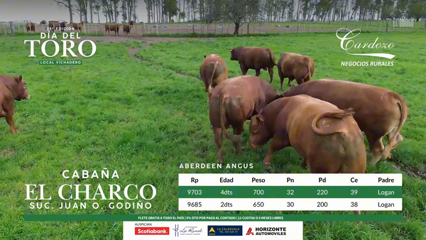 Lote El Charco - Aberdeen angus
