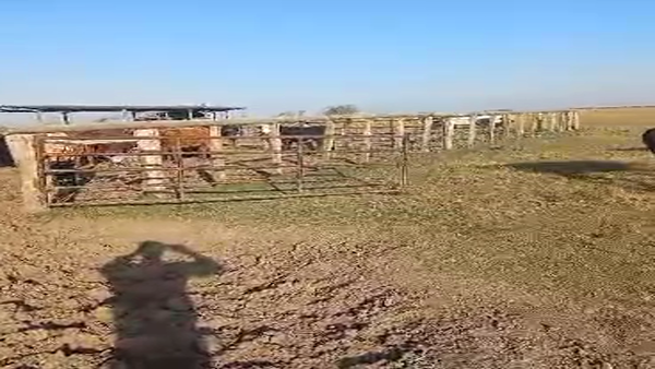 Lote 45 Vacas de invernar en Corrientes, Curuzú-Cuatiá