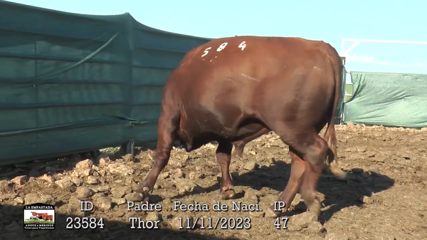 Lote 3 Toros, Durazno