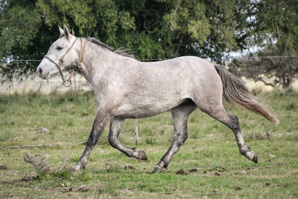 Lote HIERBA LA FLECHILLA