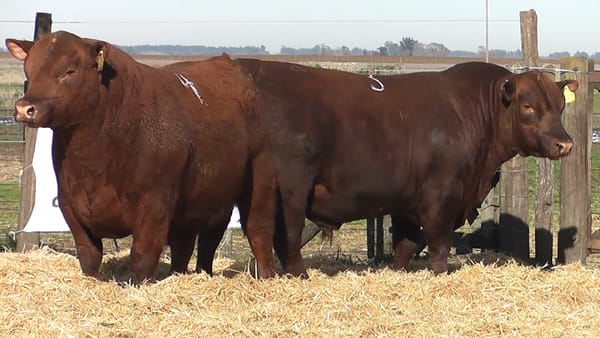 Lote Toros PC Colorado