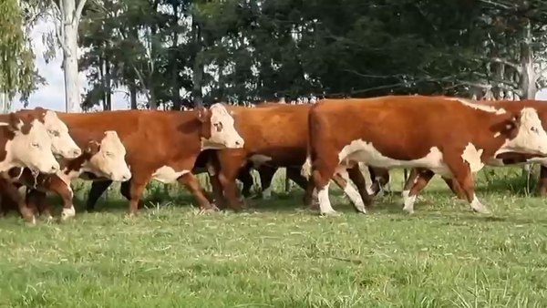 Lote 34 Vacas nuevas Preñadas