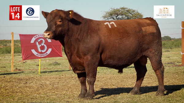 Lote LOTE 14 - TOROS ANGUS COLORADO PC NO. 11