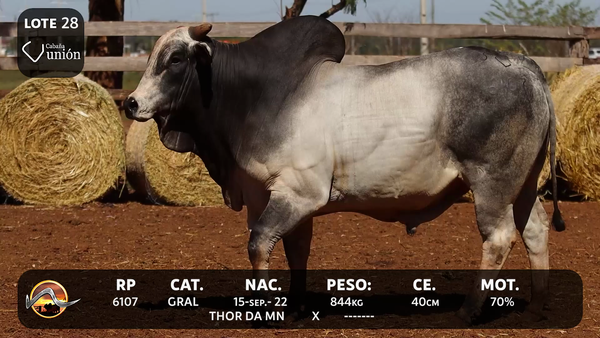 Lote LOTE 28