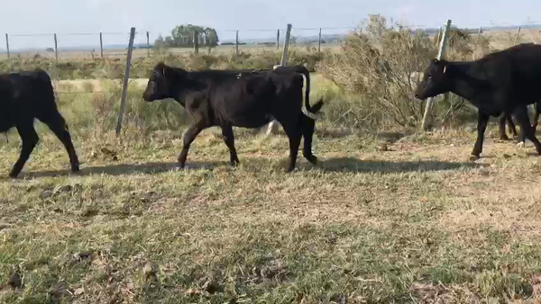 Lote 8 Terneros/as Angus (3 hembras y 5 machos)