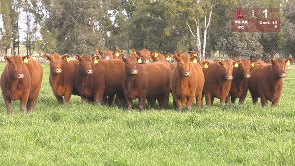 Lote VAQUILLONAS ANGUS COLORADAS PURAS CONTROLADAS C/GTÍA DE PREÑEZ